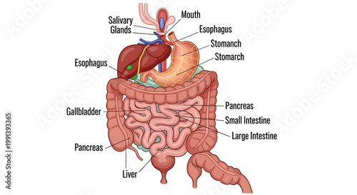 Human Digestive System Anatomy Diagram with Labels.