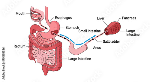 Human Digestive System Anatomy Diagram with Organs Labeled.