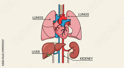 Human Internal Organs Diagram Showing Lungs Heart Liver and Kidney.