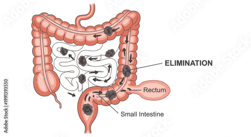 Human Digestive System with Elimination Process Illustrated.