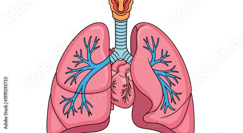 Human Respiratory System Anatomy with Lungs and Trachea.