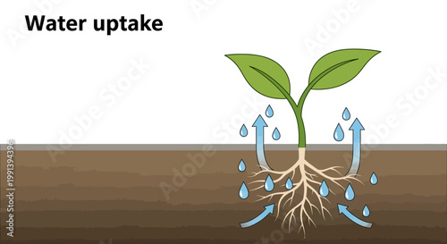 Plant water uptake process with roots and leaves.