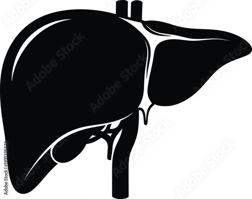 Liver and Gallbladder Anatomy Illustration