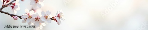 Delicate white cherry blossoms, soft light, pristine white background , ethereal, elegant