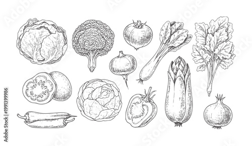 Hand drawn of assorted fresh vegetables white cabbage broccoli tomato onion asparagus