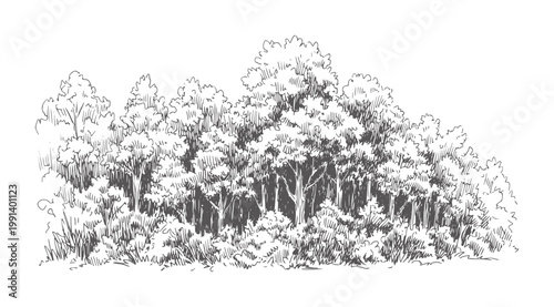 Of dense forest foliage and tree trunks trees nature woodland