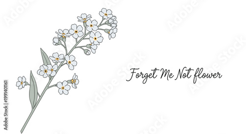Delicate forget-me-not flower stem with small blue petals is presented with elegant cursive text on a clean white backdrop.