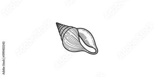 A black and white illustration of a seashell on a white background