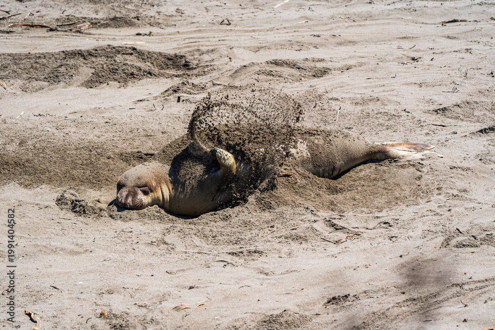 Fototapeta premium Northern Elephant Seal Rolling in Sand on California Beach