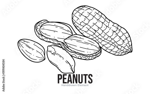 Hand-drawn illustration of peanuts, showing whole pods and shelled kernels in a rustic style.
