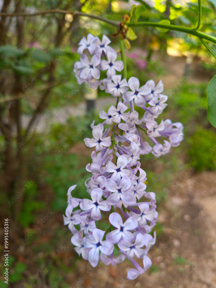Obraz premium Lilac