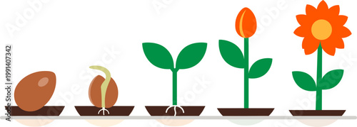 A plant grows from seed to bloom in a pot on a table indoors.