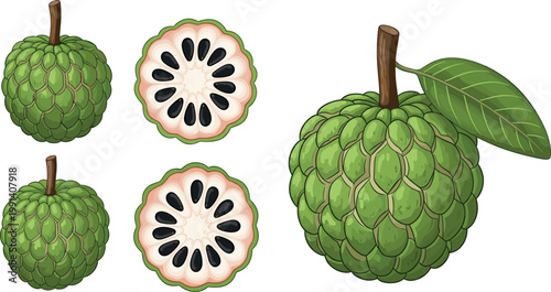 Hand drawn custard apple fruit illustration set with whole and sliced pieces isolated on white background botanical vector design
