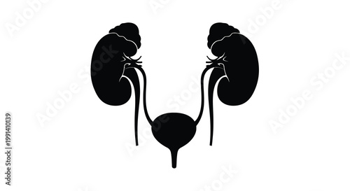 Illustration of human kidneys and bladder in black silhouette style
