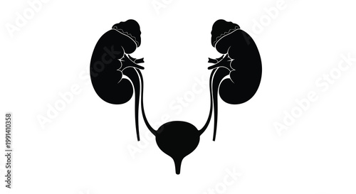 Anatomical illustration of human kidneys and bladder in black silhouette