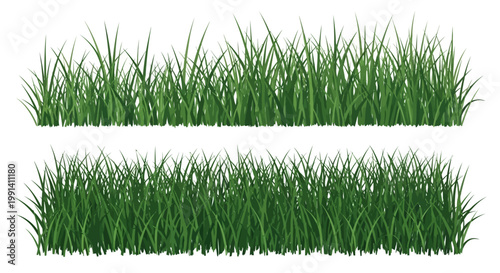 Green grass blades isolated on white.