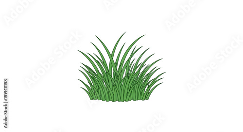 Green Grass Growing in a Clump.