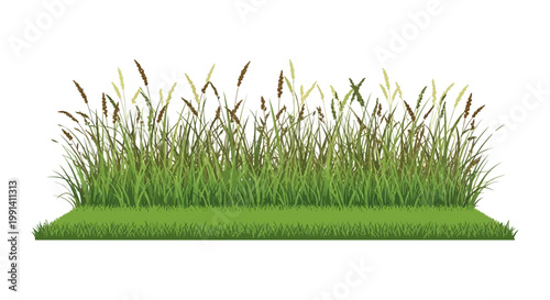 Green grass blades growing naturally outdoors.