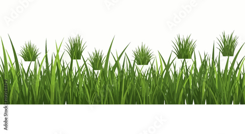 Green grass with seed heads growing.