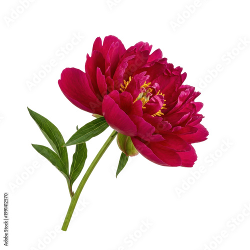Wallpaper Mural vibrant deep pink peony flower with green leaves, delicate petals, and yellow center, isolated on transparent background, fresh bloom Torontodigital.ca