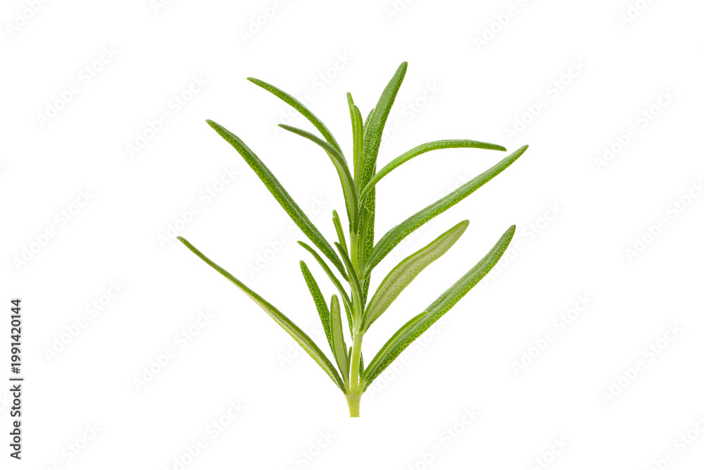 Fototapeta premium Upright fresh rosemary sprig with green leaves, PNG