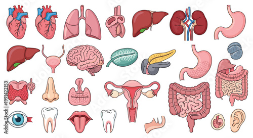 Comprehensive collection of various human internal organs and body parts illustrated in a detailed anatomical diagram style.
