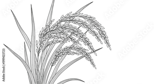 detailed black and white line art illustration of a rice plant with ripening grain heads and long slender leaves.