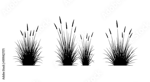 Reeds black silhouette set with long thin leaves and cattails on white background featuring illustration, vector, graphic with plants and aquatic