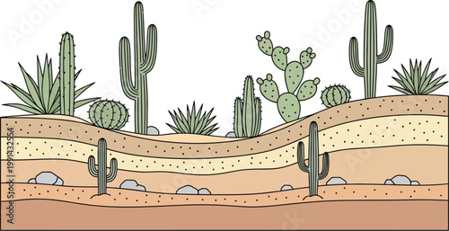 Desert landscape cross section with cacti and soil layers vector art