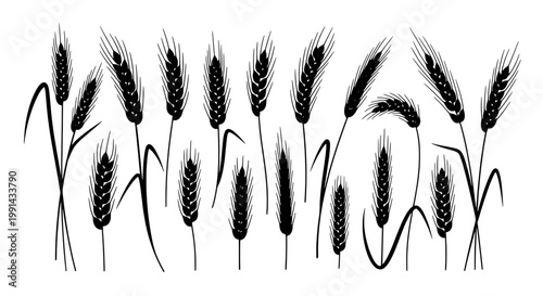 Wheat stalks hand inked pattern with grain heads and flowing linework for vintage harvest design background
