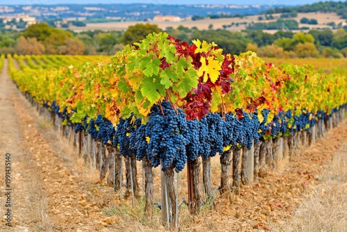 Vineyard with colorful grapes during harvest season