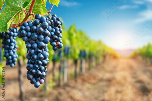 Dark grapes growing in vineyard under sunlight, close-up view