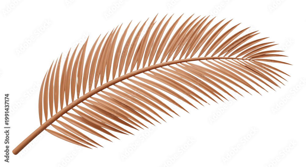 Fototapeta premium Single Dried Palm Leaf Frond on White Background - Tropical Element
