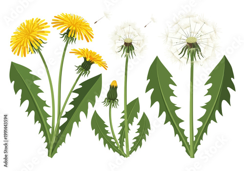 Dandelion Life Cycle Vector Set: Yellow Flowers, Bud, and White Seed Heads Isolated on White Background. Botanical Illustration of Taraxacum Officinale for Nature Design.