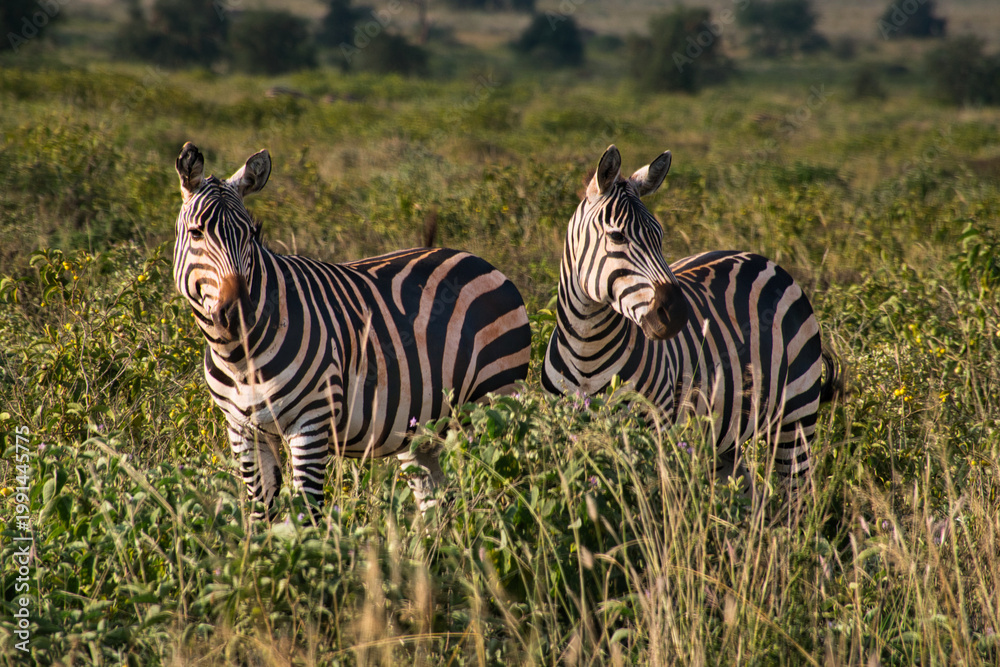 Fototapeta premium Zebre nella Savana