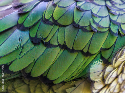 Close-up of layered kea (Nestor notabilis) feathers showing repeating green pattern, fine structure and natural texture