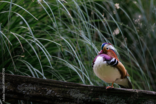 Mandarin duck (Aix galericulata) perched on branch with flowing grass background
