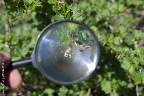 Exploring nature through a magnifying glass reveals hidden details in plants