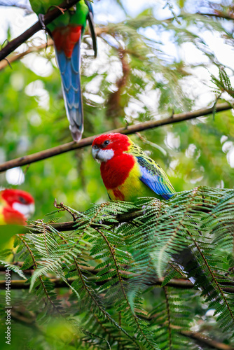 Eastern rosella (Platycercus eximius) perched on fern branch in forest, New Zealand