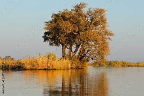 Scenic landscape with a tree reflecting in water, Chobe National Park, Botswana