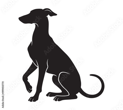 Italian Greyhound silhouette vector, elegant sitting sighthound dog profile, minimalist black whippet animal icon for pet branding and logos