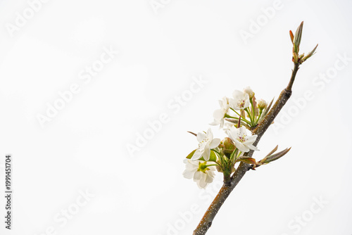 白い梨の花