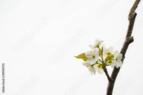 白い梨の花