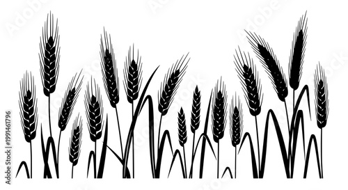 Wheat field heads with thin stems and detailed black silhouette style for farming and harvest design banners