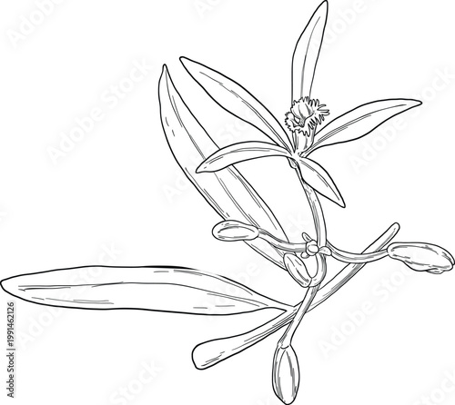 Vanilla Flower Botanical Illustration Aromatic Spice Plant