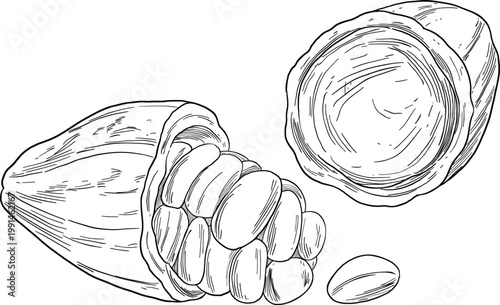 Cacao Pod Botanical Illustration Chocolate Ingredient Plant