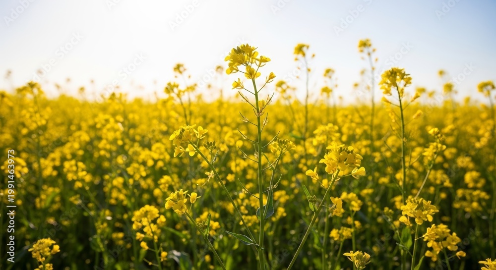 Obraz premium Sunlit field of wild mustard flowers with bright vibrant yellow blooms stretching across the horizon. Wild mustard creates a stunning visual in natural light,