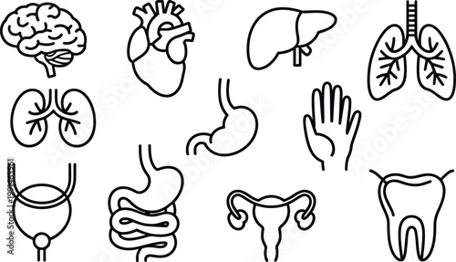 Detailed collection of human anatomy and organ line icons isolated design