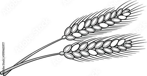 Detailed handdrawn illustration of wheat stalks with grains isolated design