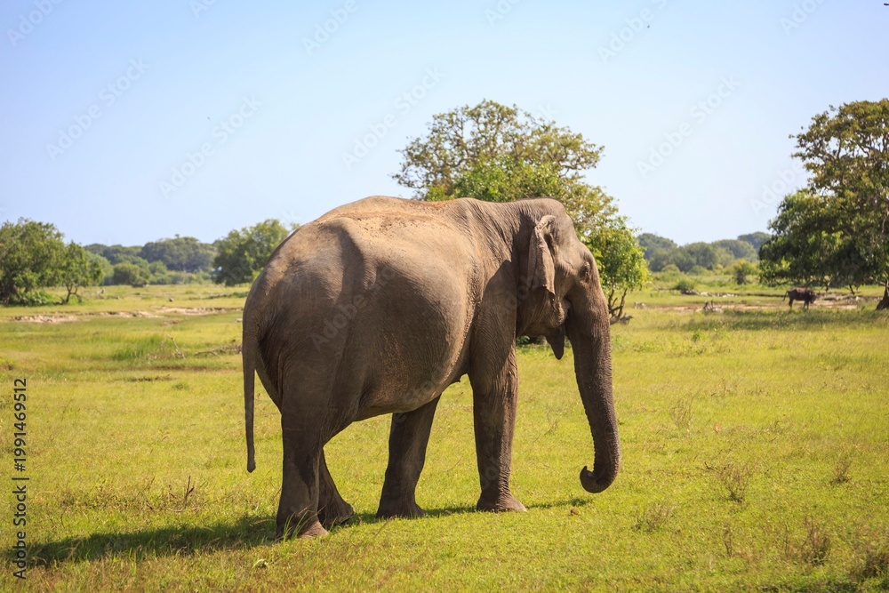 Fototapeta premium Wild Elephant Walking Through Open Grassland Savannah Under Bright Sunlight